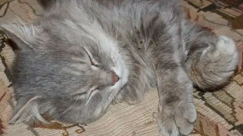 Серый кот ищет хозяина!