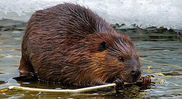 Бобер против контрабанды (мини пост)