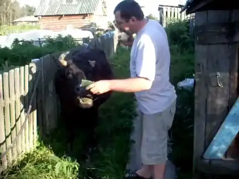 Любительница огурцов))