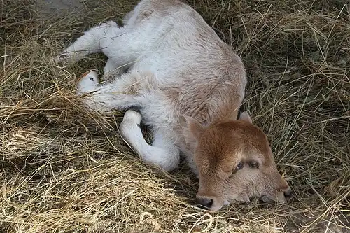 В Армении родился двуголовый теленок-гермафродит (фото +видео)