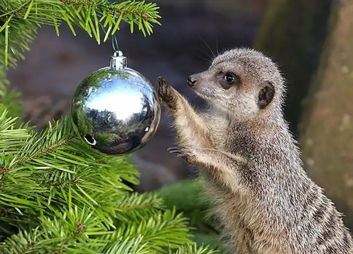 Забавные животные:)