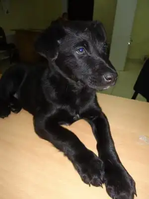 Замерзшие малыши ждут хозяев.