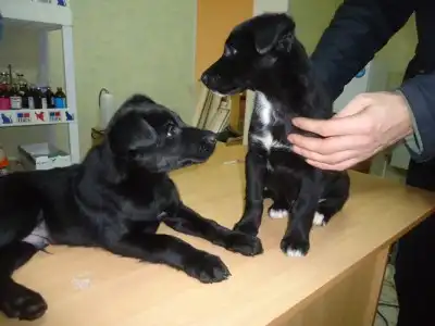 Замерзшие малыши ждут хозяев.