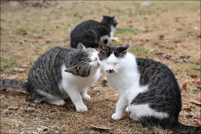 Любовь по-кошачьи (мини пост)