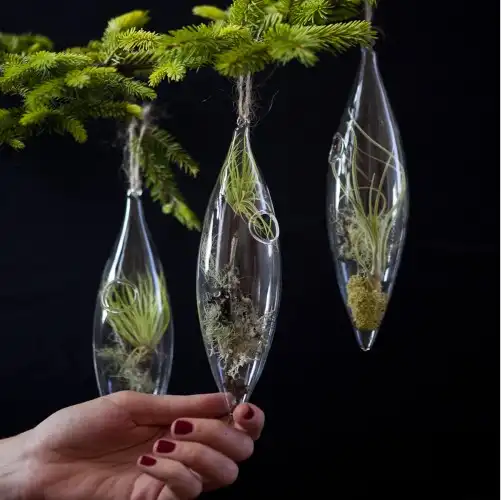 Сувенирные растения от Flora Grubb Gardens