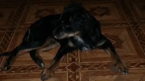 Маленький пёсик, найдёныш, возможно породный. Ищет своих хозяев.