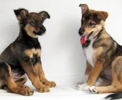 Понечка и Лялька в поисках дома