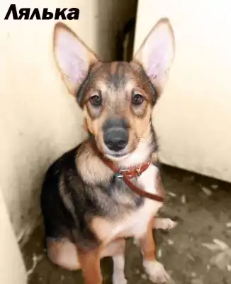 Понечка и Лялька в поисках дома