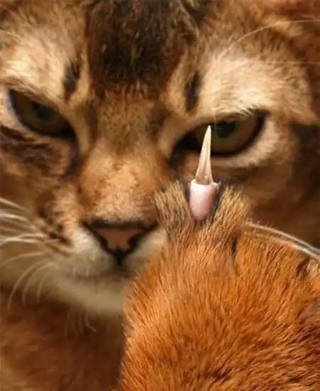 Всякие веселости и забавности_2