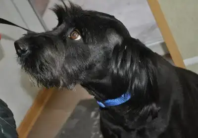 Отдам в хорошие руки  собаку Кармен