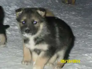 Прошу помощи в пристройстве щенков