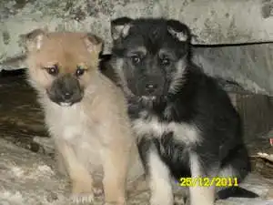 Прошу помощи в пристройстве щенков