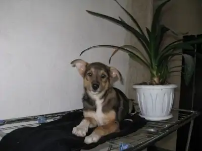 Щенки-девочки с доставкой на дом! (4 мес.)