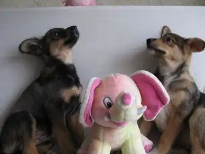 Щенки-девочки с доставкой на дом! (4 мес.)