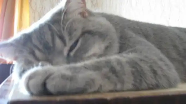 ОТДАМ В ХОРОШИЕ РУКИ КОТА - БЕНТЛИ