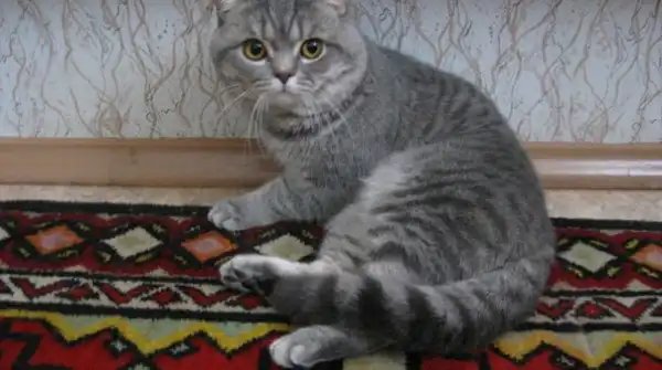 ОТДАМ В ХОРОШИЕ РУКИ КОТА - БЕНТЛИ