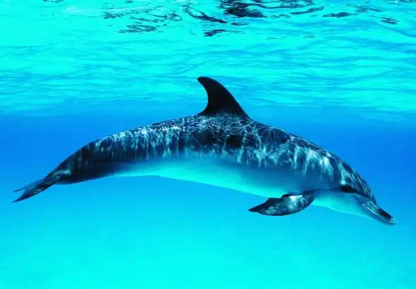 Успей в Новосибирск за 550 рублей