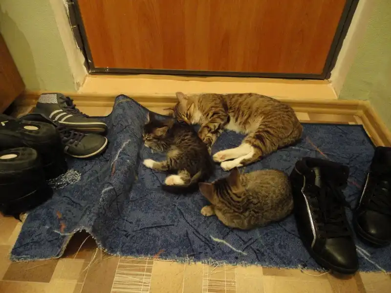 Отдадим пушистые комочки в мягкие ручки