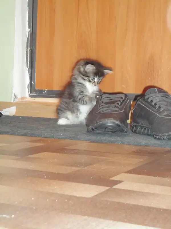 Отдадим пушистые комочки в мягкие ручки