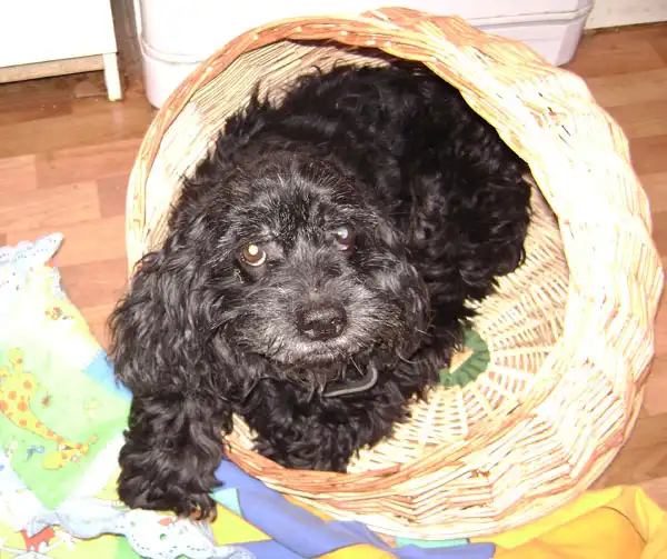 Метис кокер спаниеля в самые добрые руки!