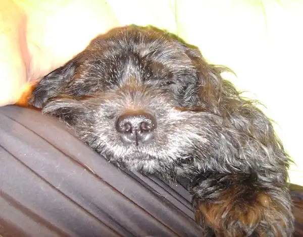 Метис кокер спаниеля в самые добрые руки!