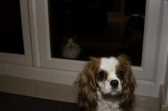 Фотобомбы - Коты и собаки