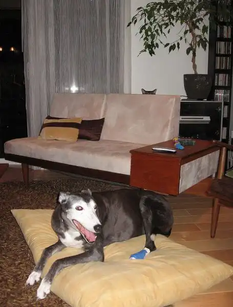 Фотобомбы - Коты и собаки