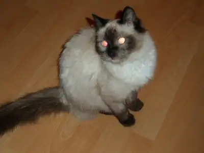 Типасиамец молодой красавчик в добрые руки!!!