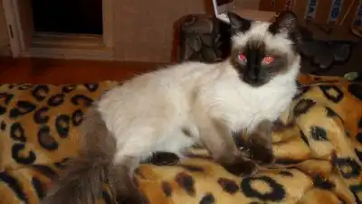 Типасиамец молодой красавчик в добрые руки!!!