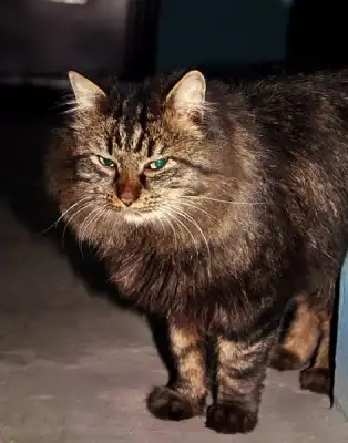 Кот ищет старых или новых хозяев!