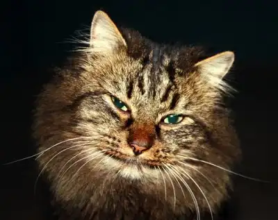 Кот ищет старых или новых хозяев!