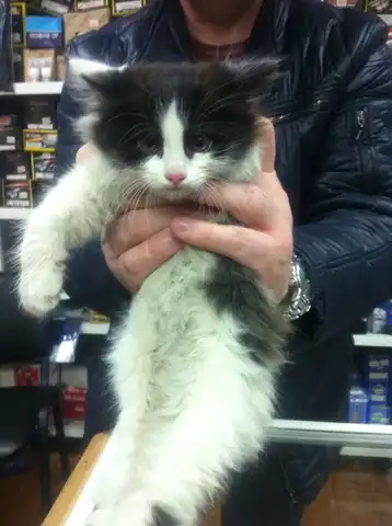 Отдадим кошечку