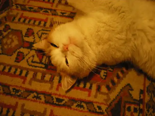 Аристократка в заботливые руки!