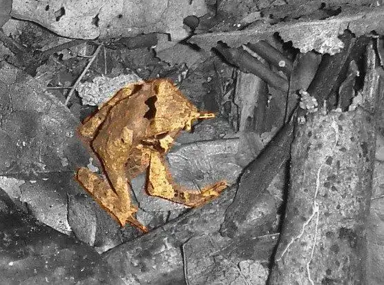 Тест на внимательность:Найди лягушку)