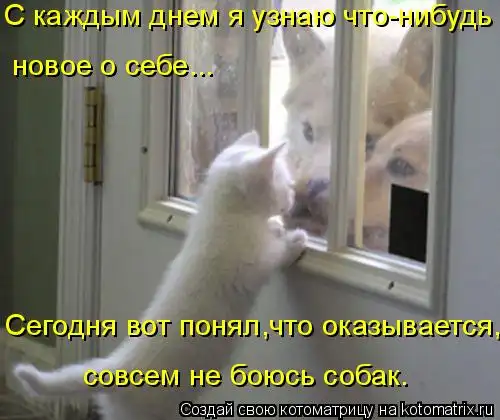 Котоматрицы