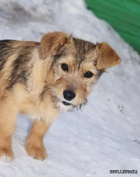 Собачья очаровашка! Щенок. (комн.размер).