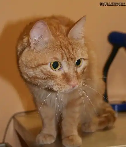 Рыжий, яркий, крупный джентльмен. (кот).
