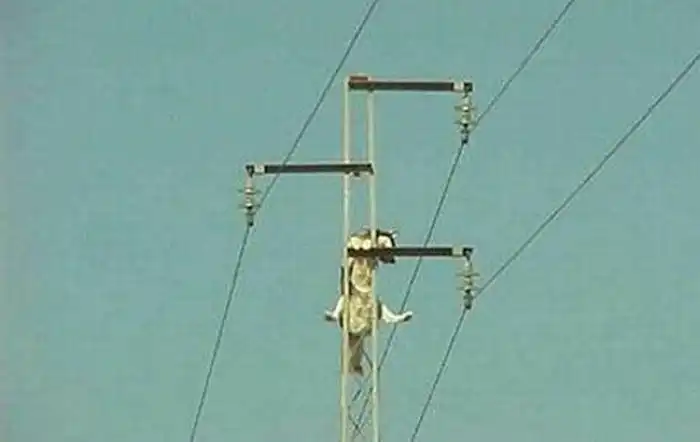 Спасение собаки