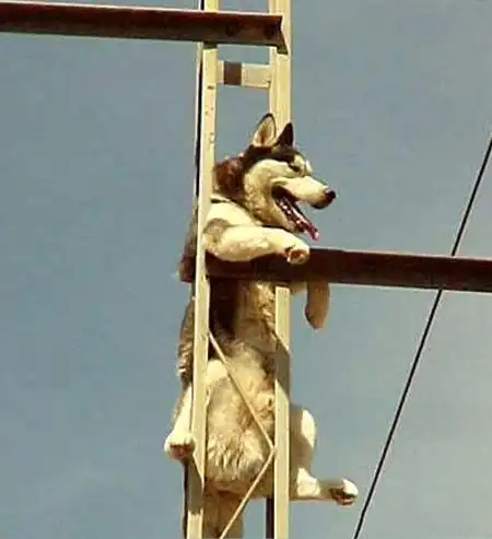 Спасение собаки