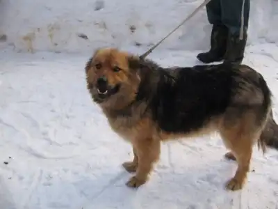 молодая пушистая собака