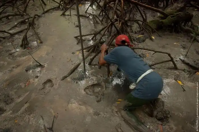 Ловец крабов из Бразилии