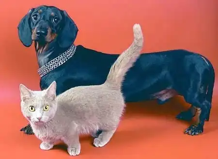 Манчкины. Кошки - таксы.