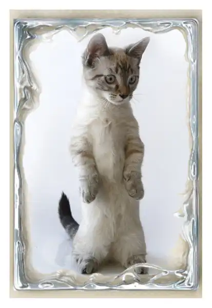 Манчкины. Кошки - таксы.