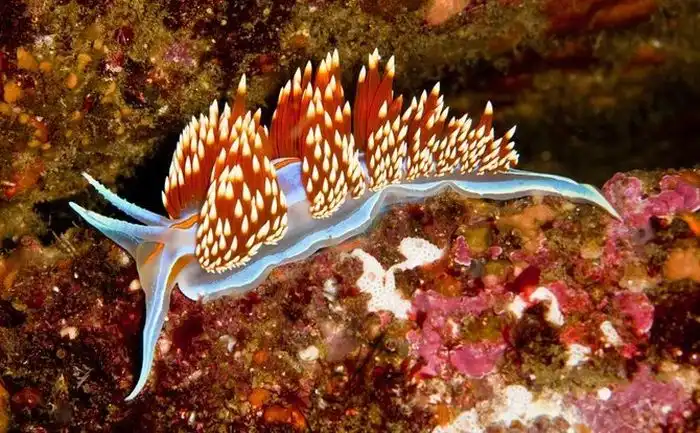 Красочный подводный мир