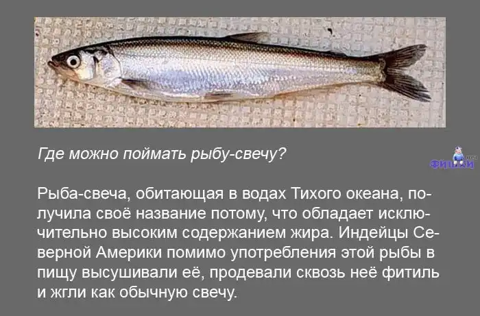 Интересные факты обо всем