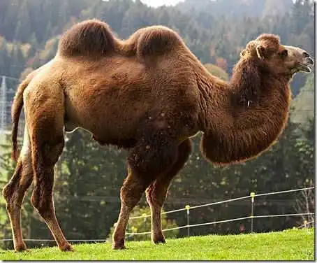 Домашние животные - убийцы