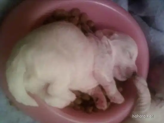 Маленькие сони :)