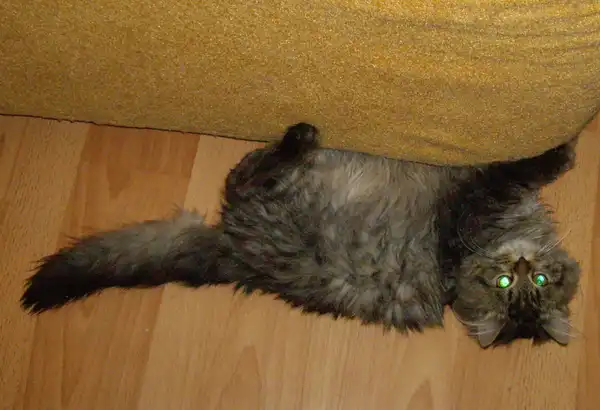 Красивый котик Тимоша в самые добрые руки!!!