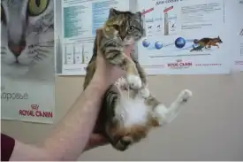 Сибирский "Бобтейл" в добрые руки