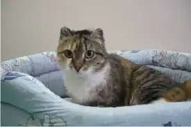 Сибирский "Бобтейл" в добрые руки